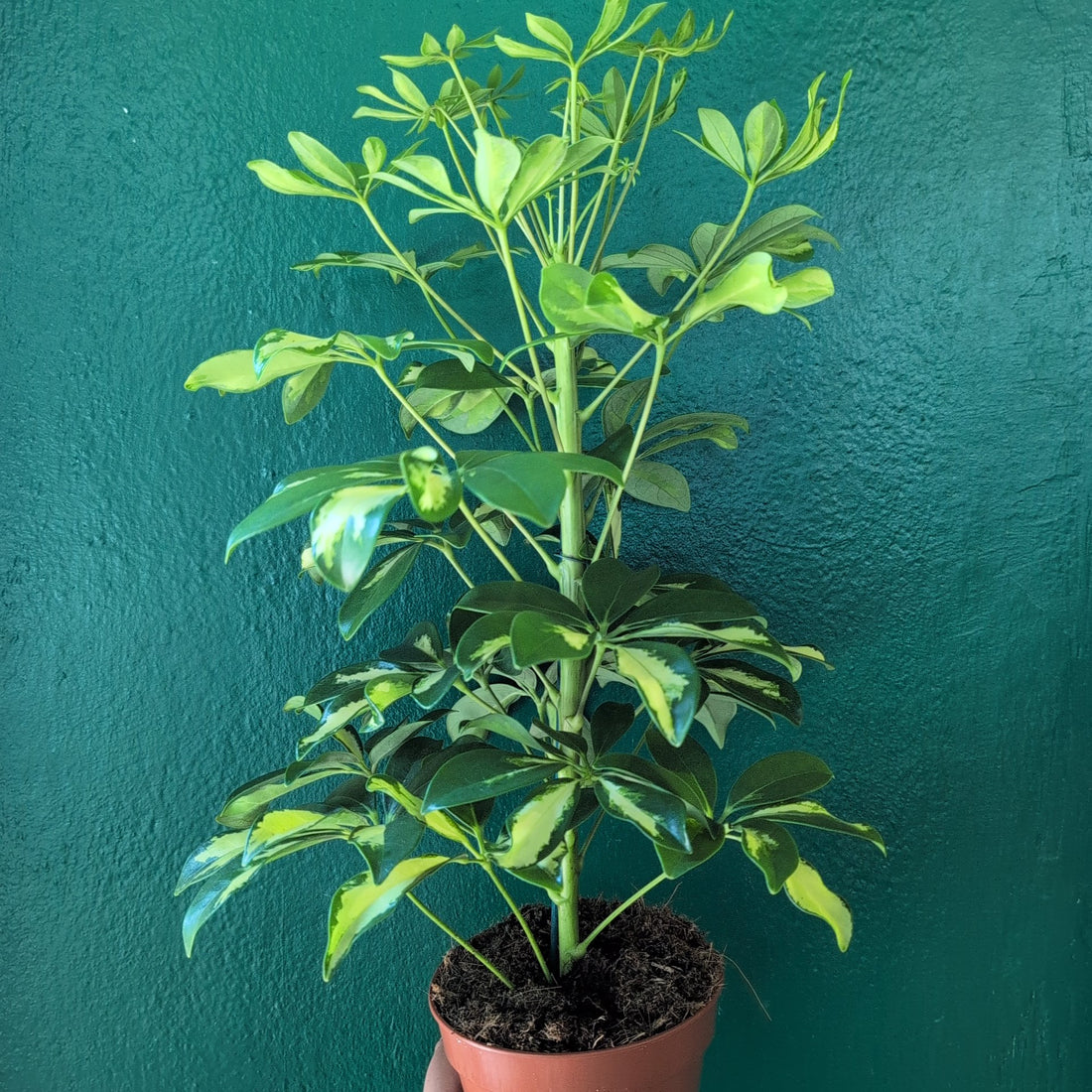 Schefflera arboricola &