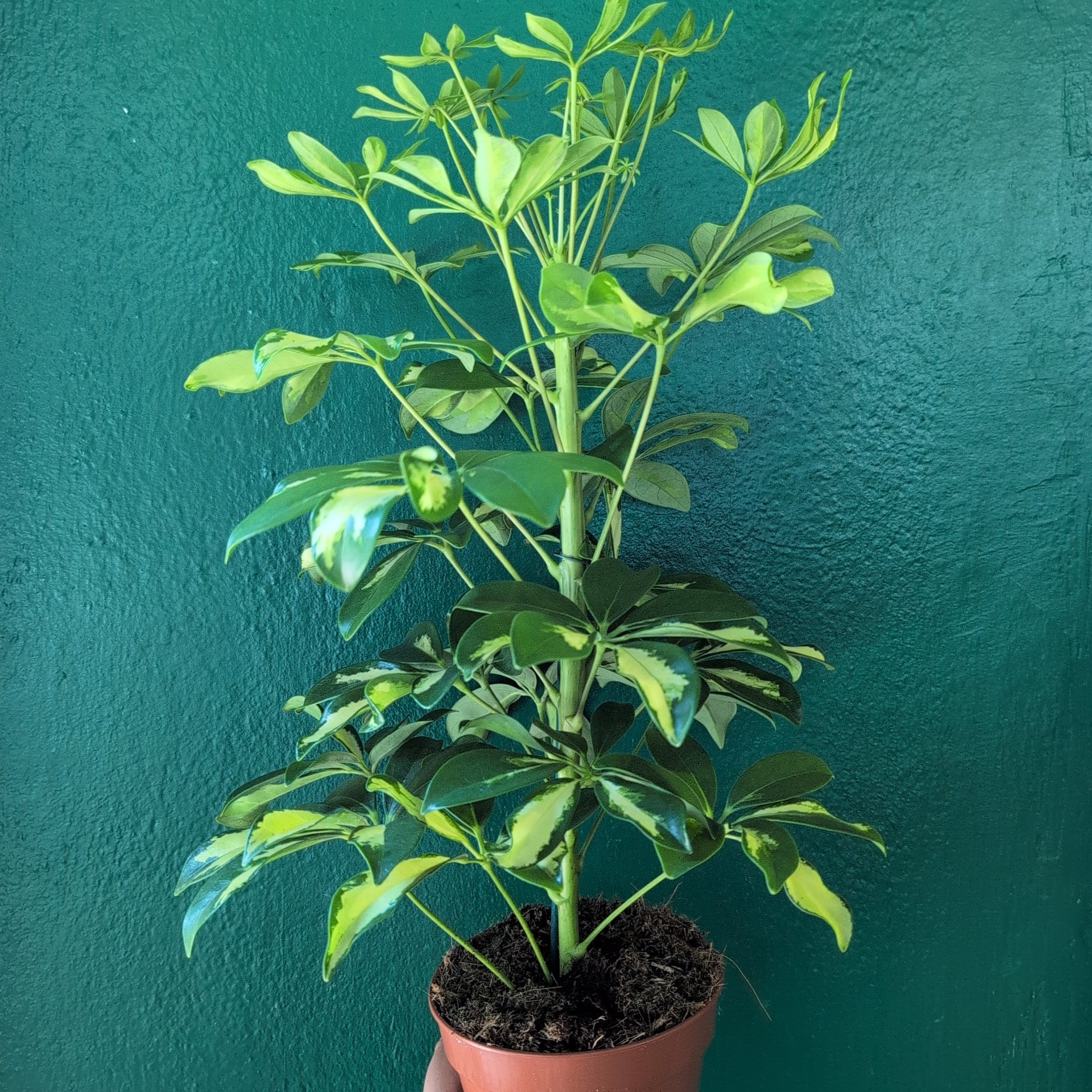 Schefflera arboricola &