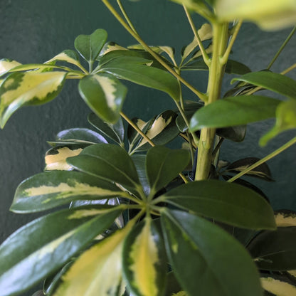 Schefflera arboricola &