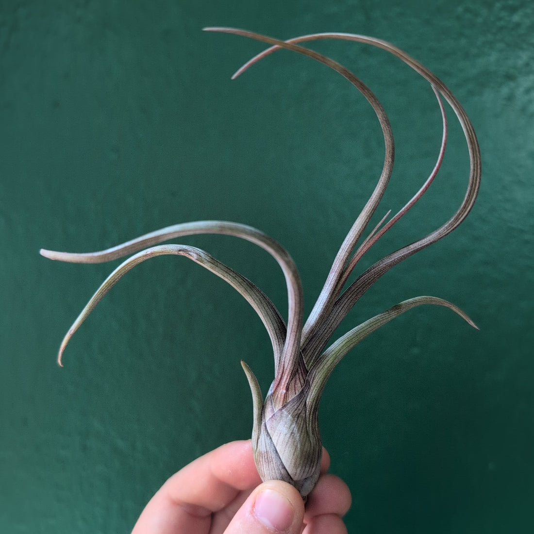 Tillandsia Baileyi (Air Plant)