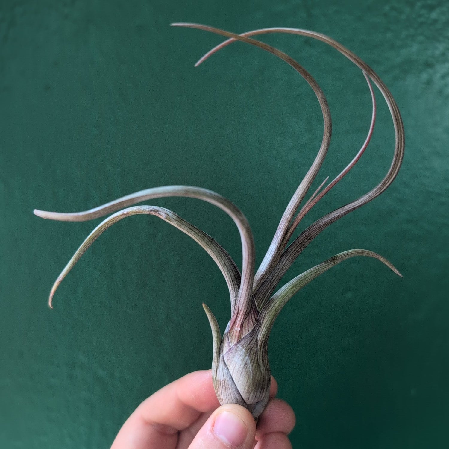 Tillandsia Baileyi (Air Plant)