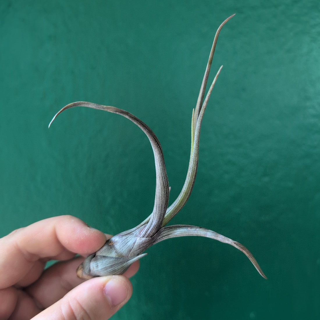Tillandsia Baileyi (Air Plant)