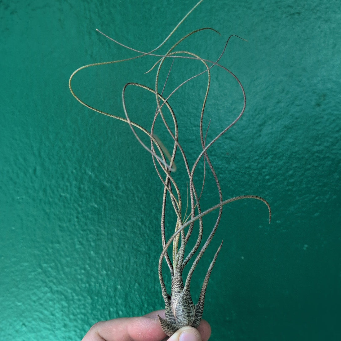 Tillandsia Butzii (Air Plant)