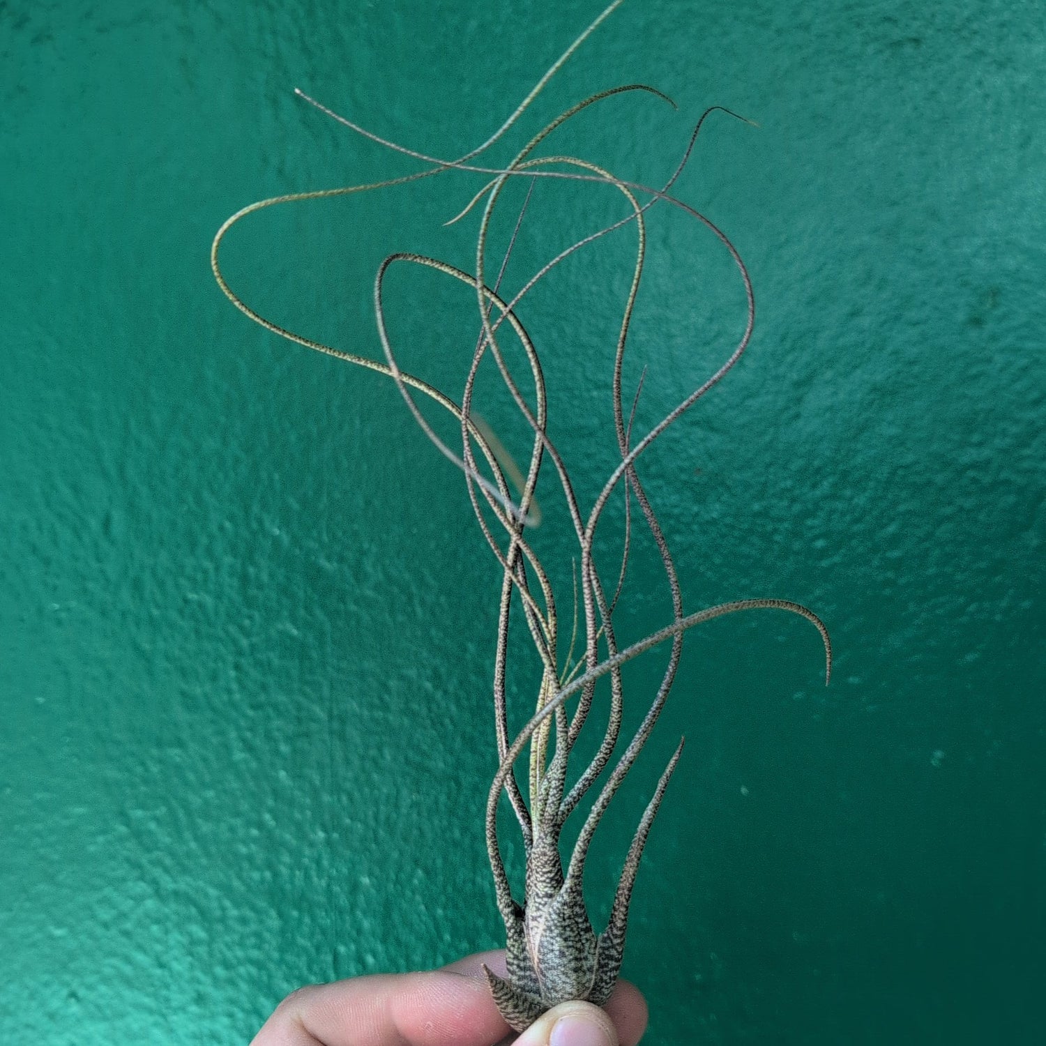 Tillandsia Butzii (Air Plant)
