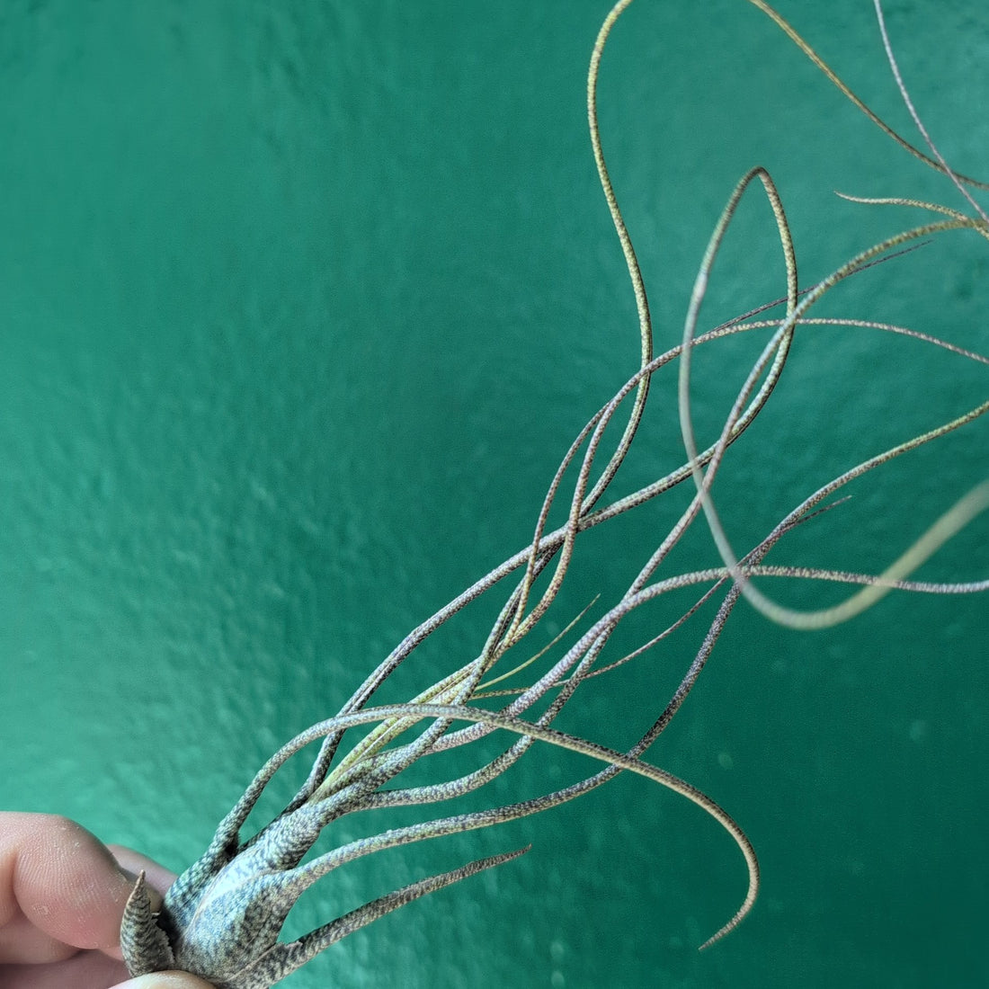 Tillandsia Butzii (Air Plant)