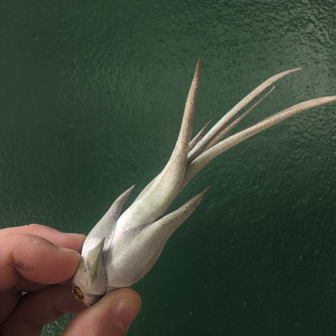 Tillandsia Circinata (Air Plant)