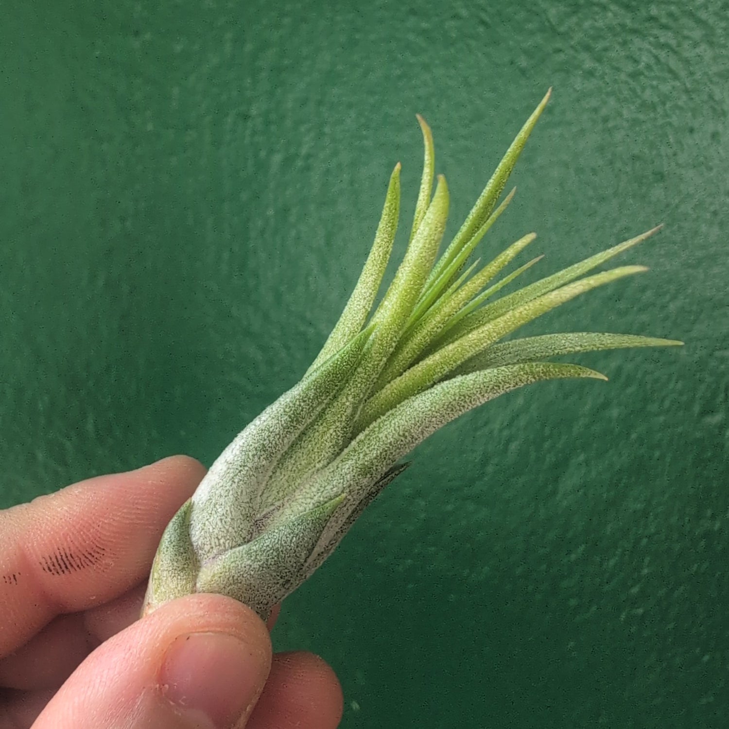 Tillandsia Circinata (Air Plant)