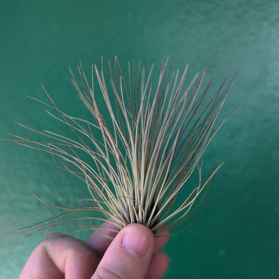 Tillandsia Filifolia (Air Plant)