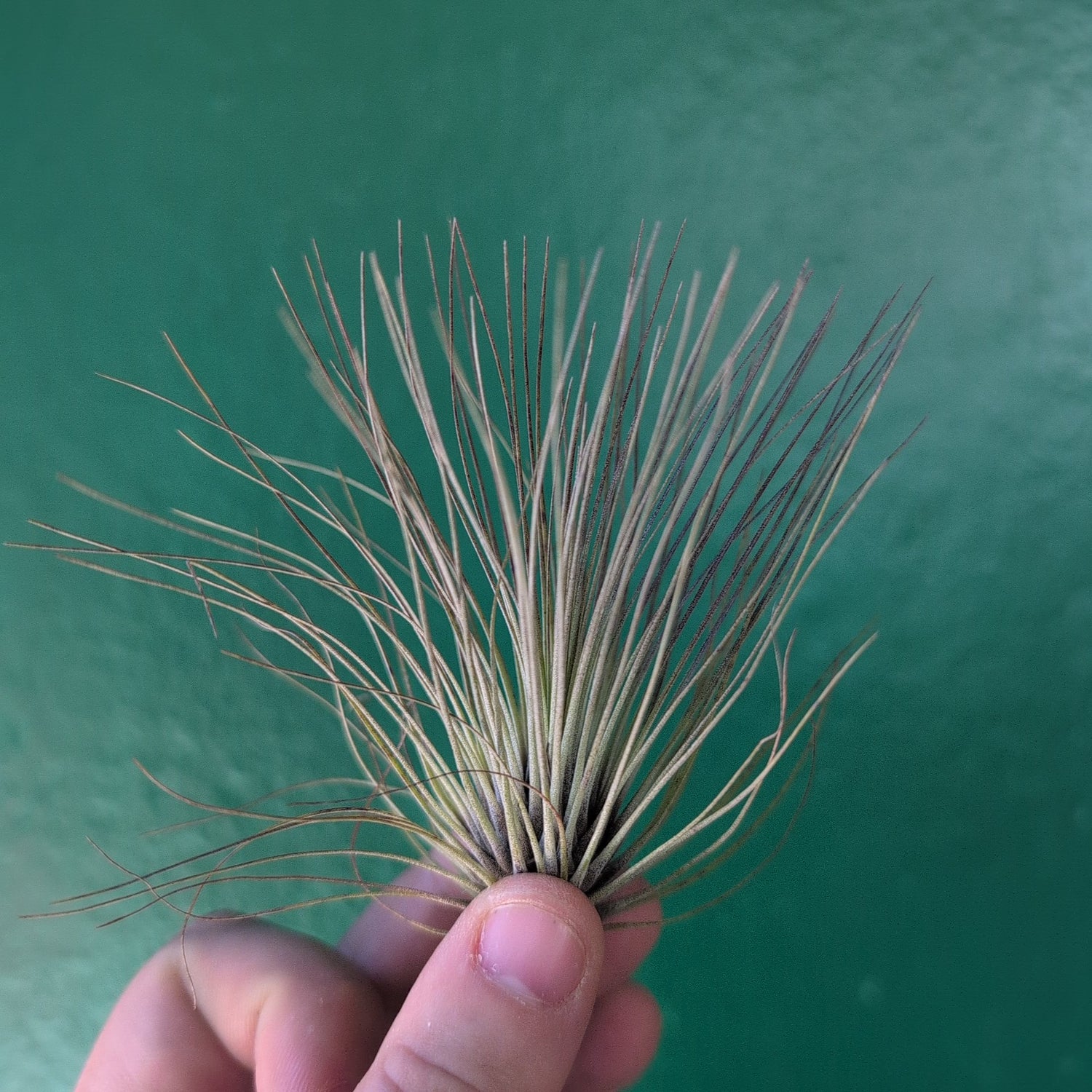 Tillandsia Filifolia (Air Plant)