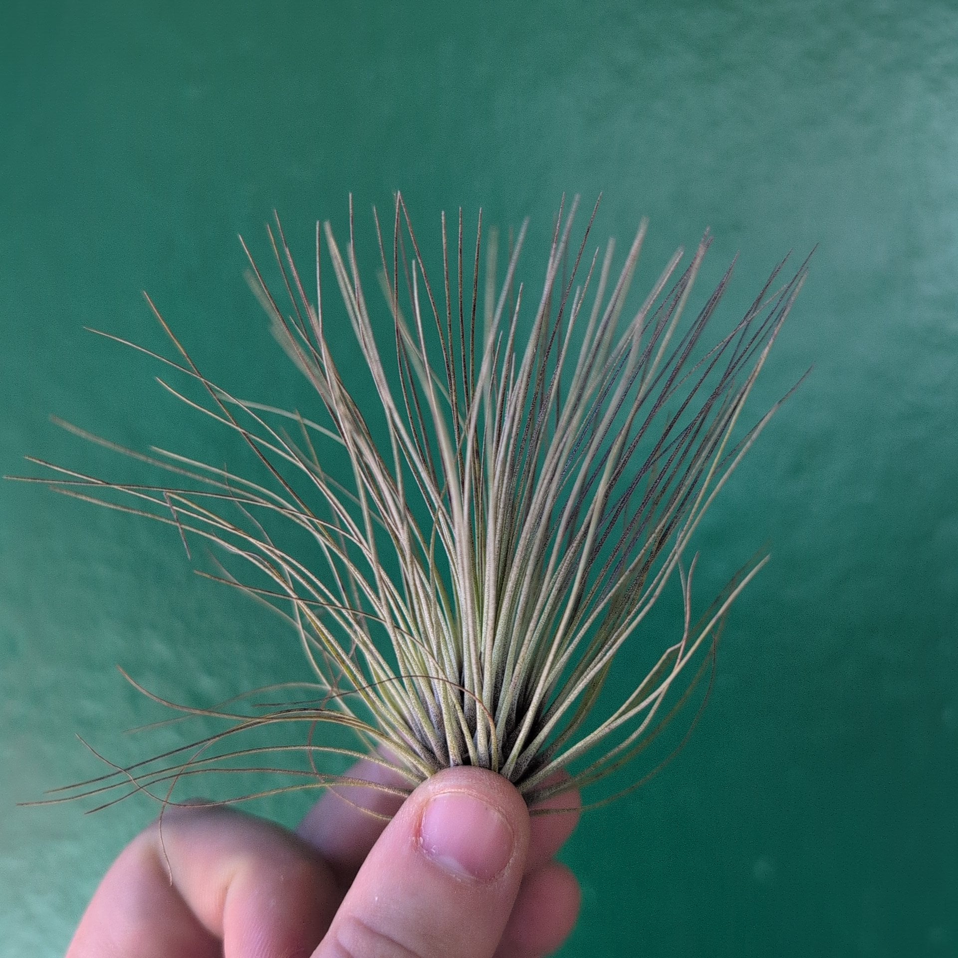 Tillandsia Filifolia (Air Plant)