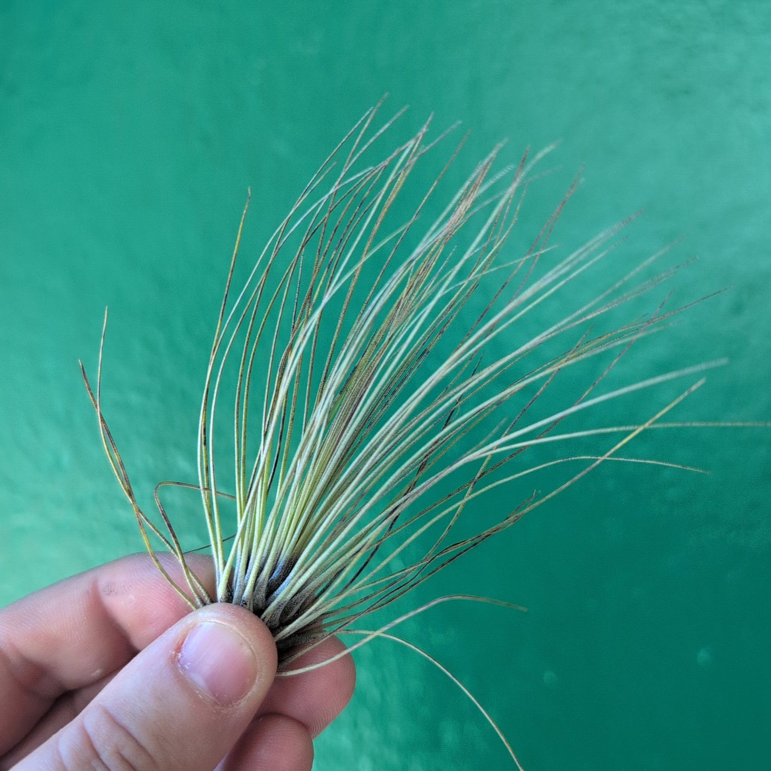 Tillandsia Filifolia (Air Plant)