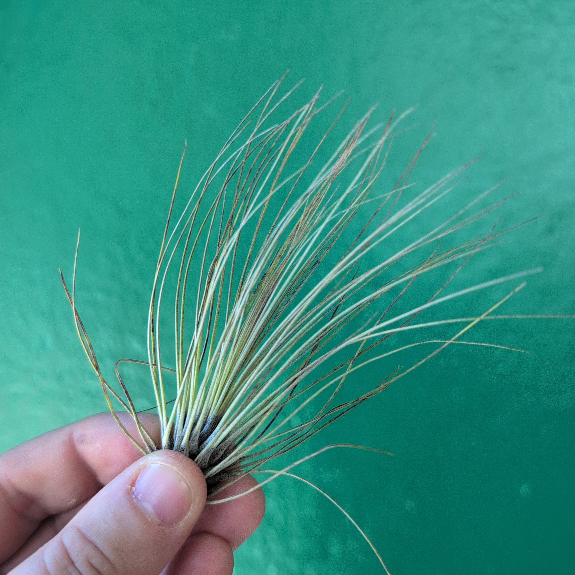 Tillandsia Filifolia (Air Plant)