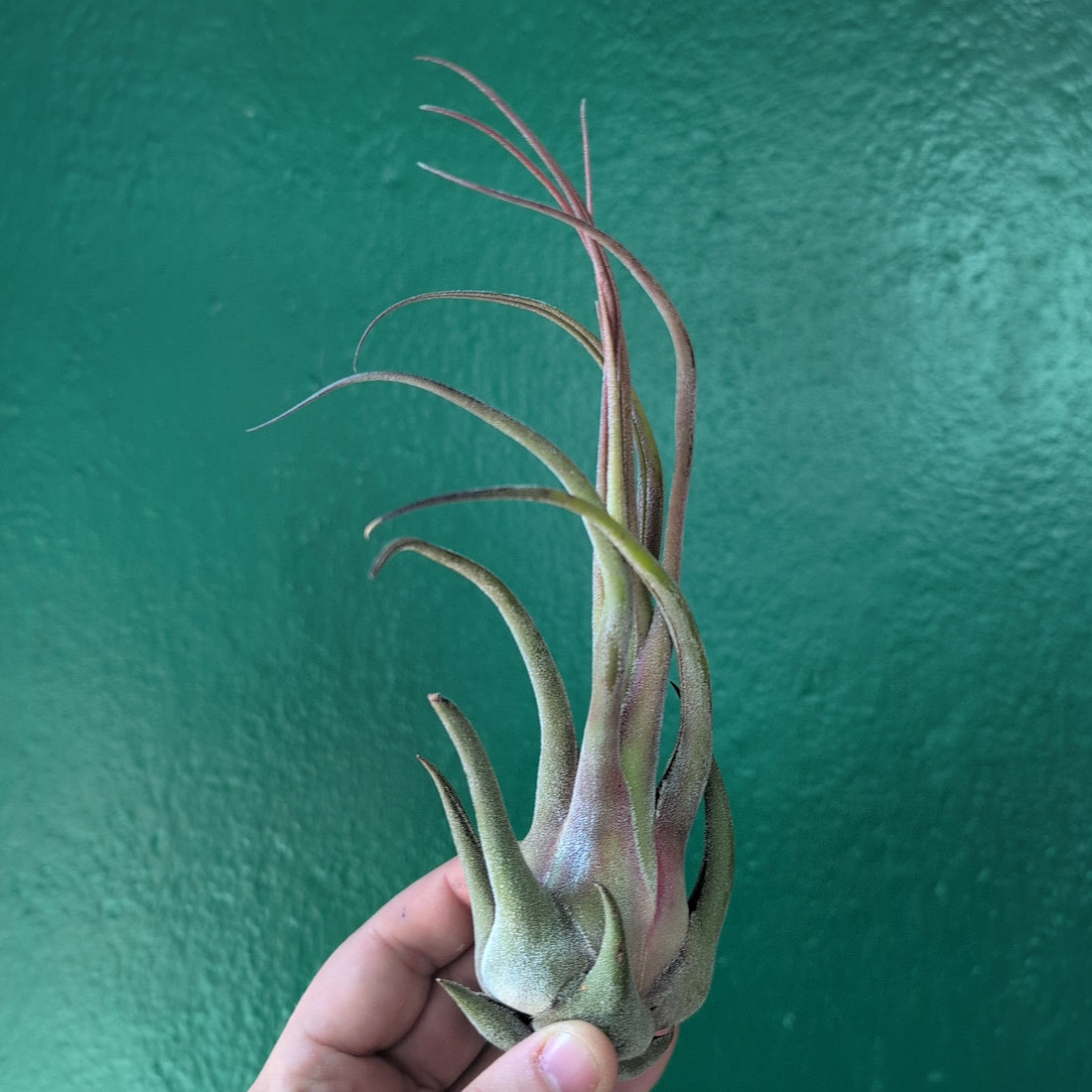 Tillandsia Seleriana (Air Plant)