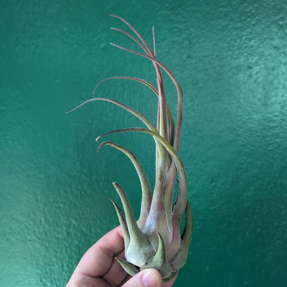 Tillandsia Seleriana (Air Plant)