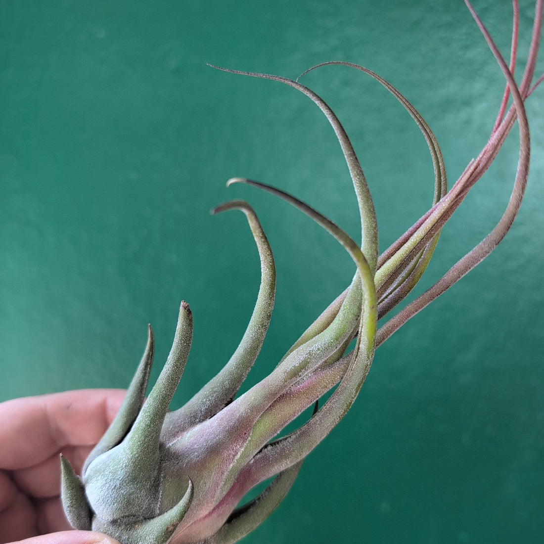 Tillandsia Seleriana (Air Plant)