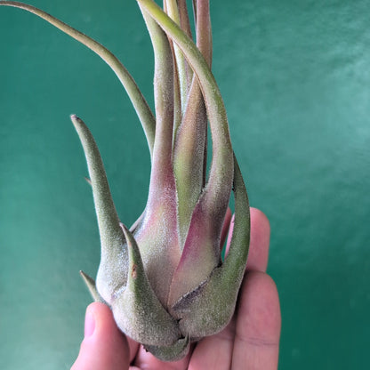 Tillandsia Seleriana (Air Plant)