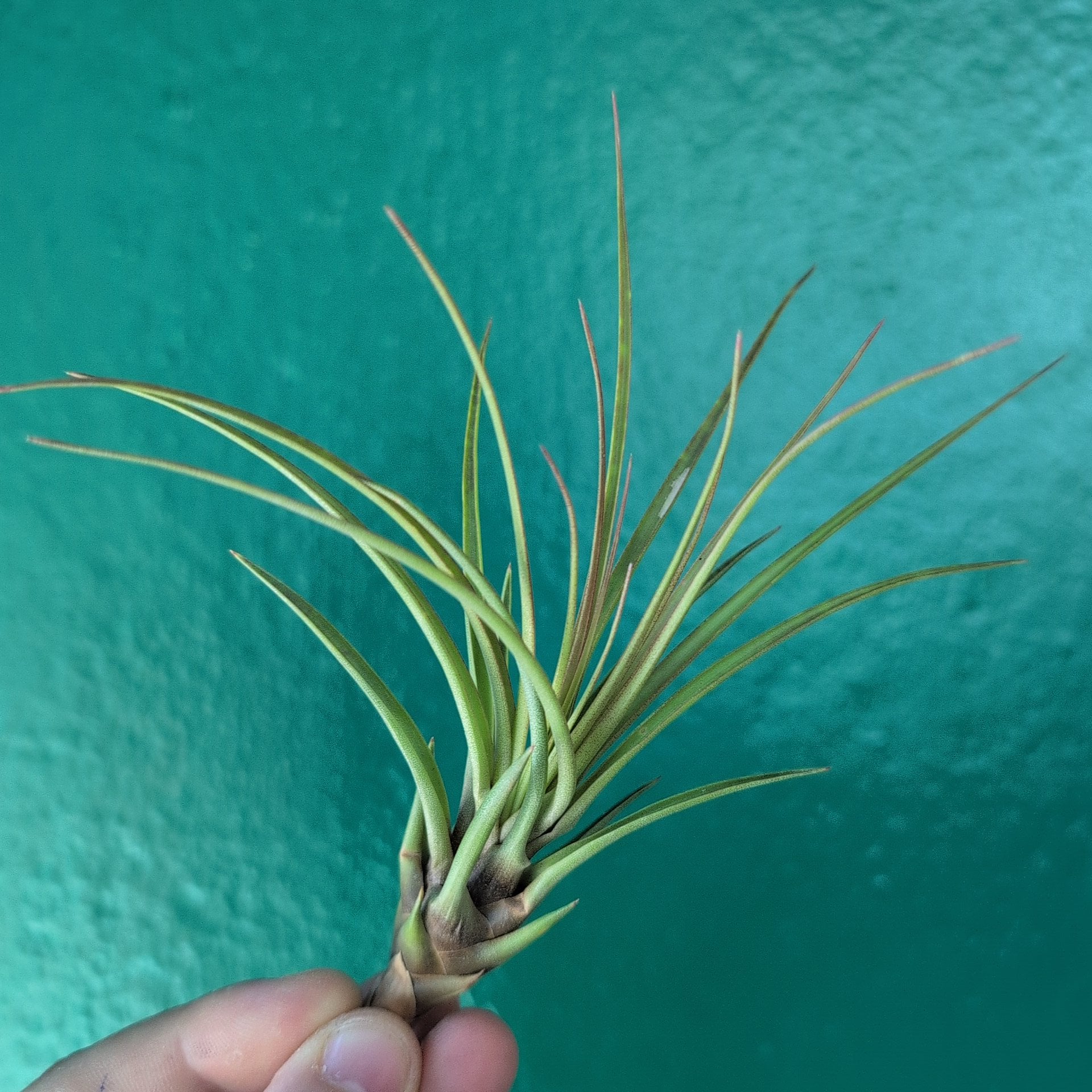 Tillandsia Tricolour Melanocrater (Air Plant)