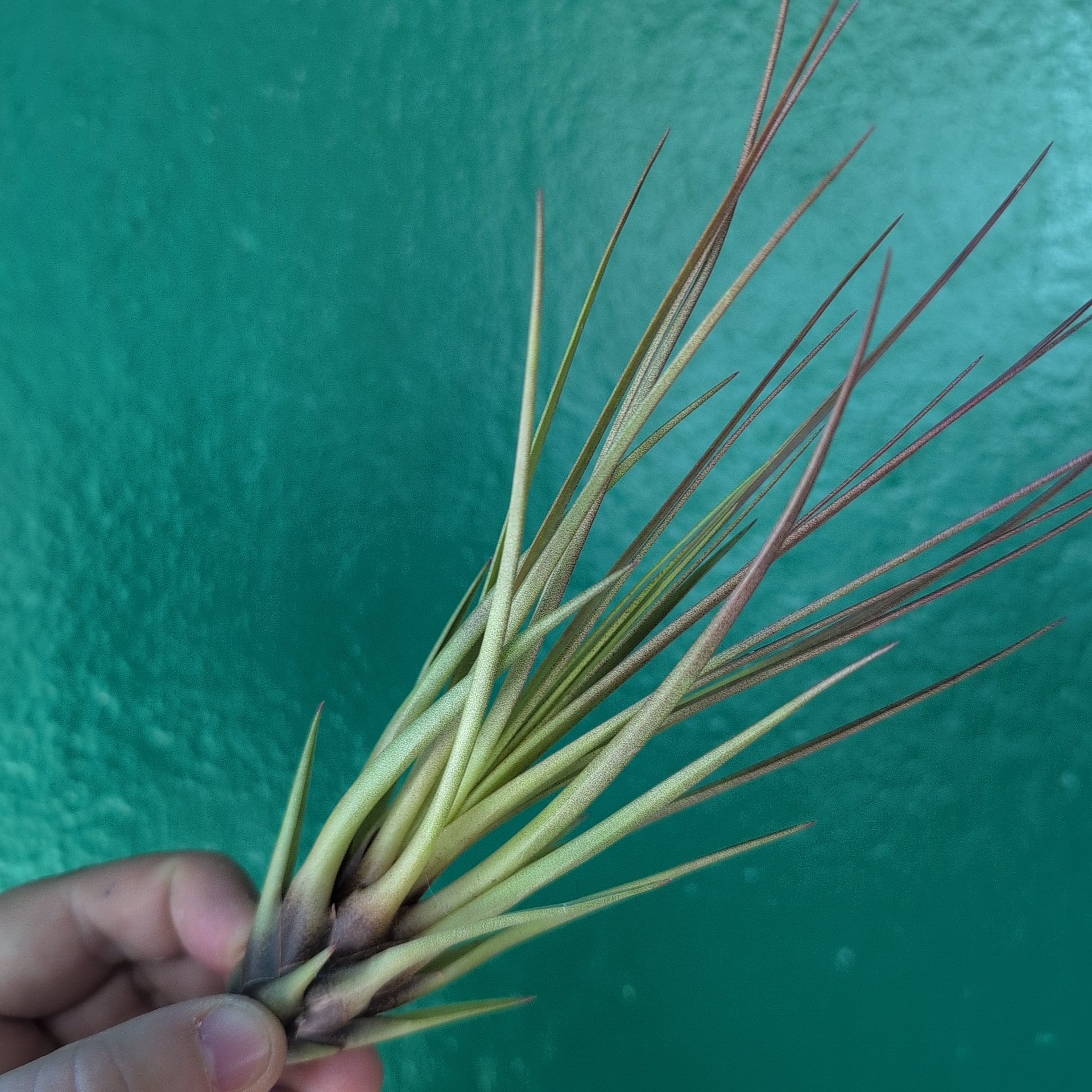 Tillandsia Tricolour Melanocrater (Air Plant)