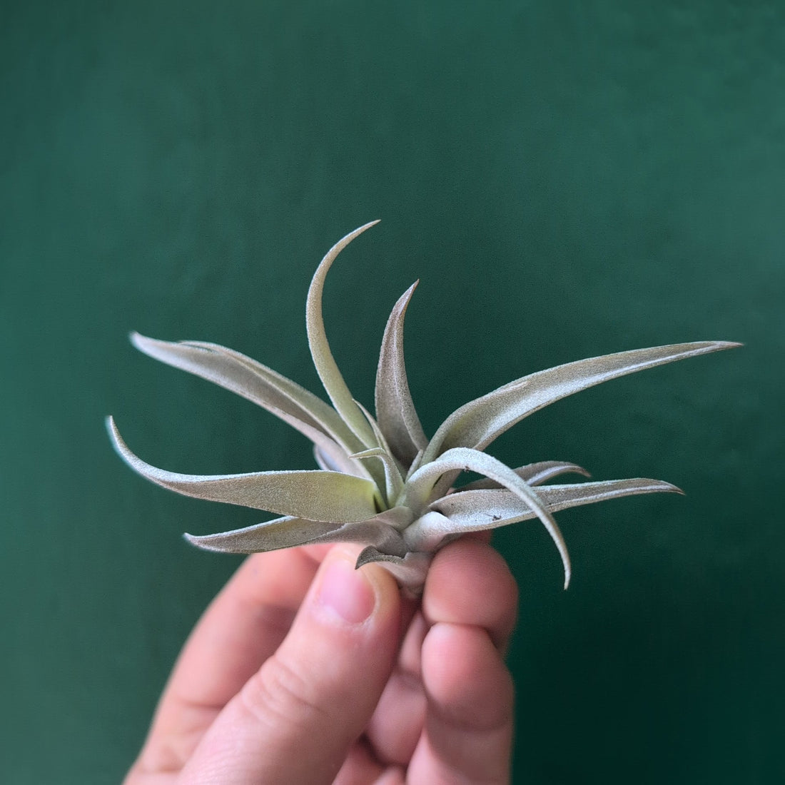 Tillandsia Capitata Peach (Air Plant)