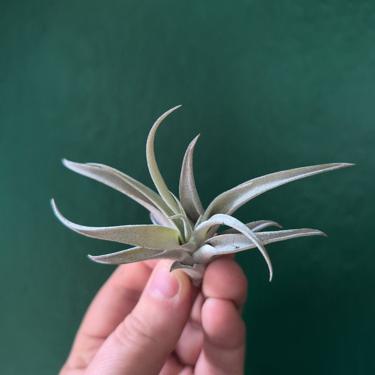 Tillandsia Capitata Peach (Air Plant)