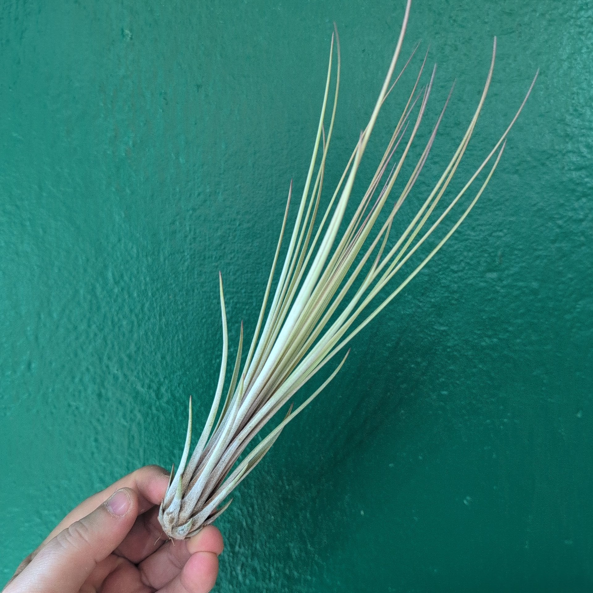 Tillandsia Juncea (Air Plant)