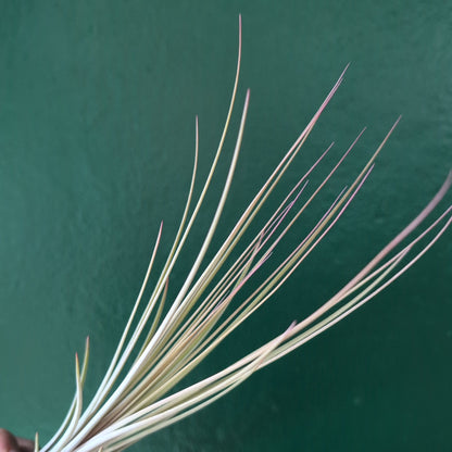 Tillandsia Juncea (Air Plant)