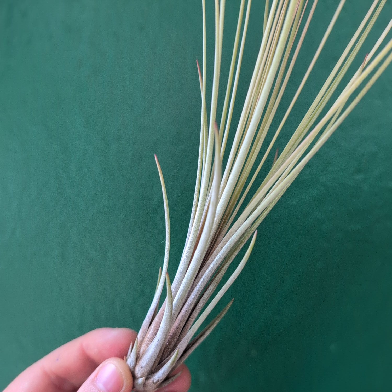 Tillandsia Juncea (Air Plant)