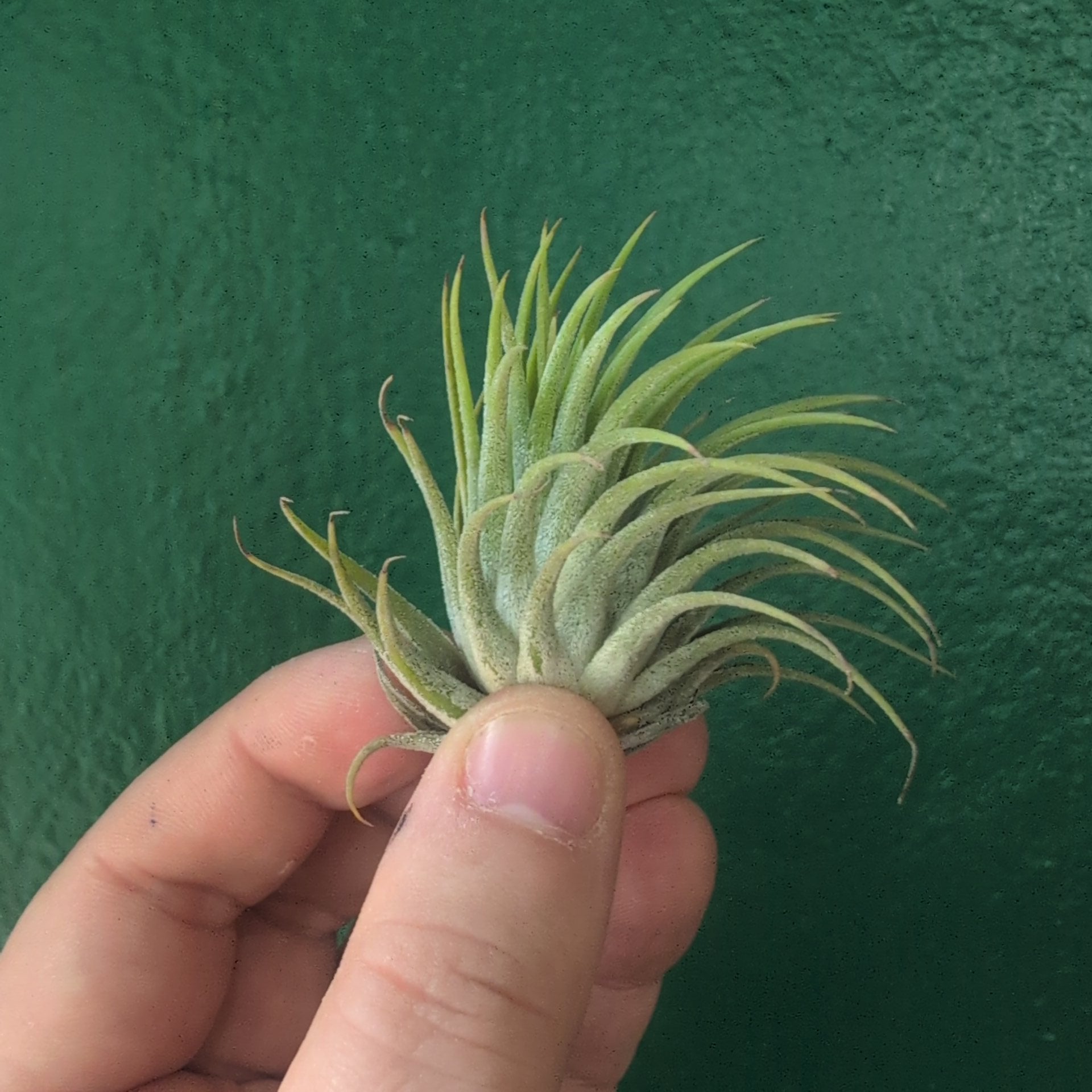 Tillandsia Ionantha scaposa (Air Plant)