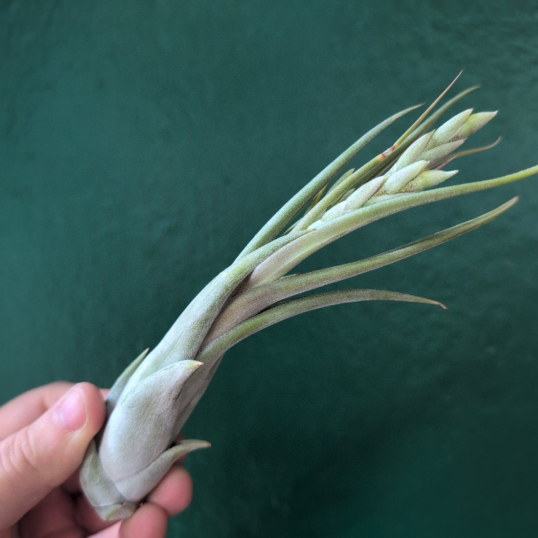 Tillandsia Circinata (Air Plant)