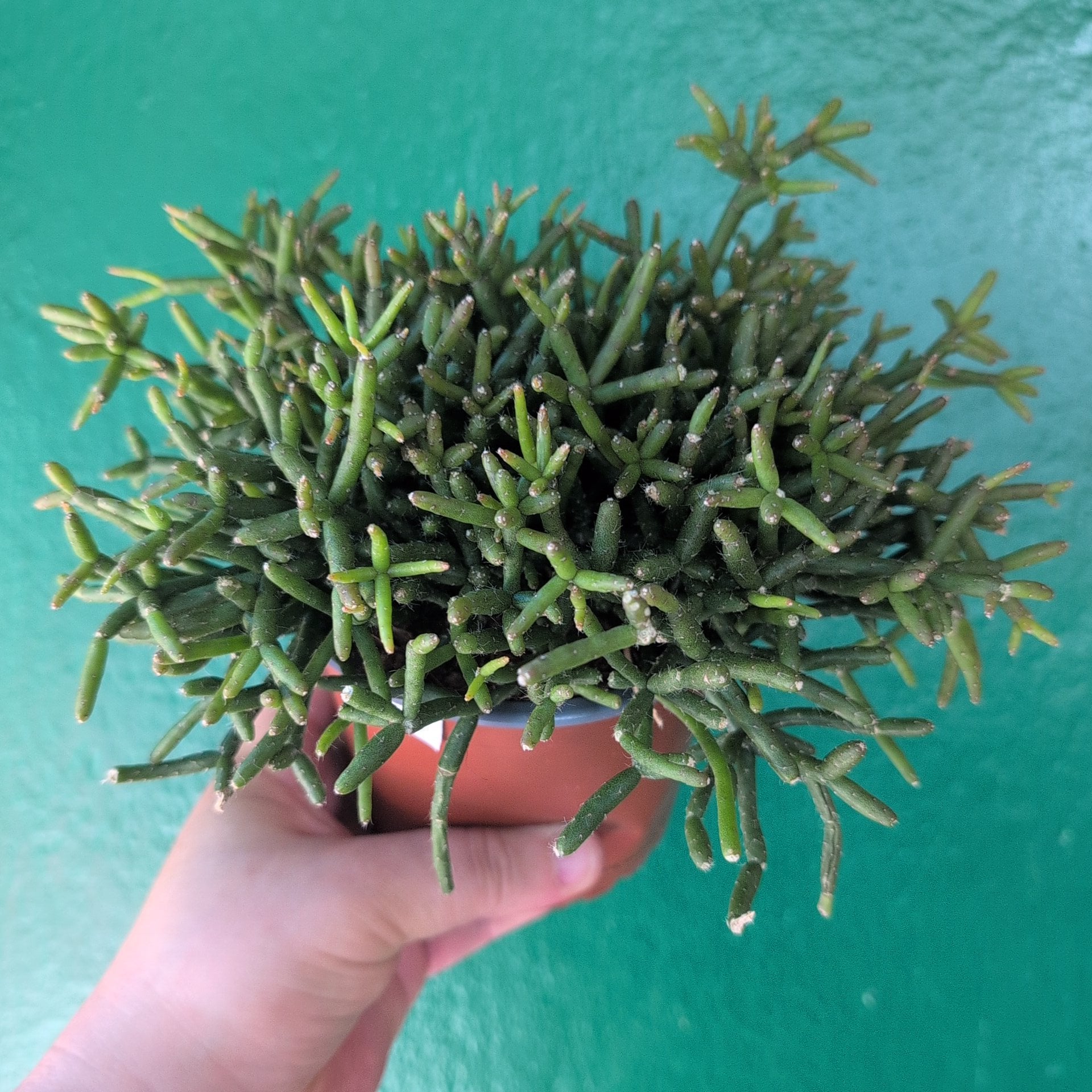 Rhipsalis cereuscula (Rice Cactus)