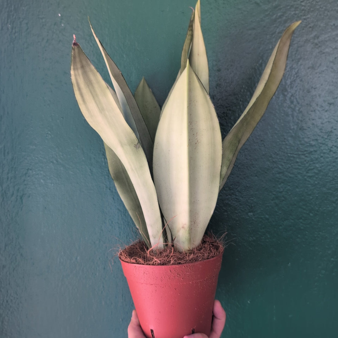 Sansevieria trifasciata &