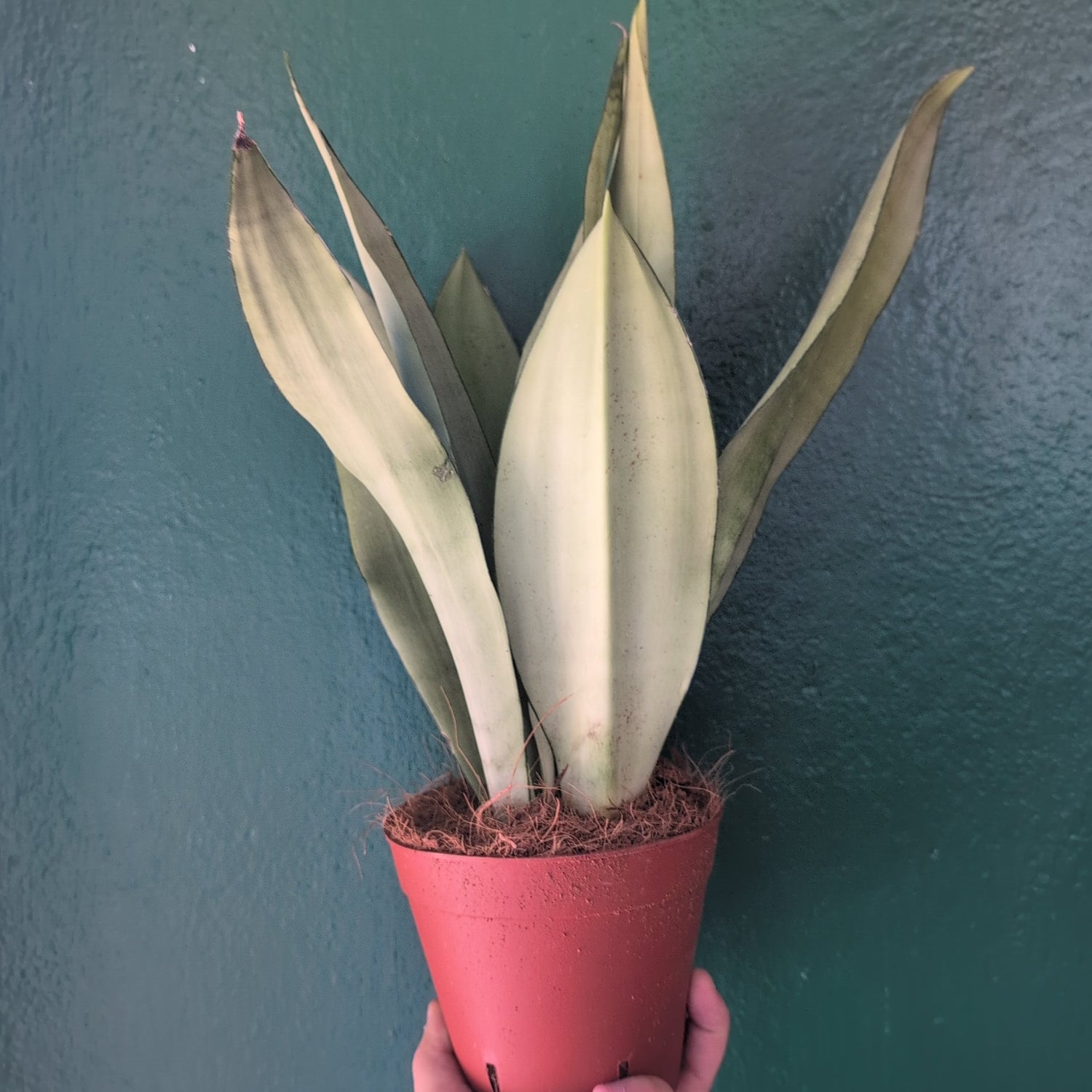 Sansevieria trifasciata &