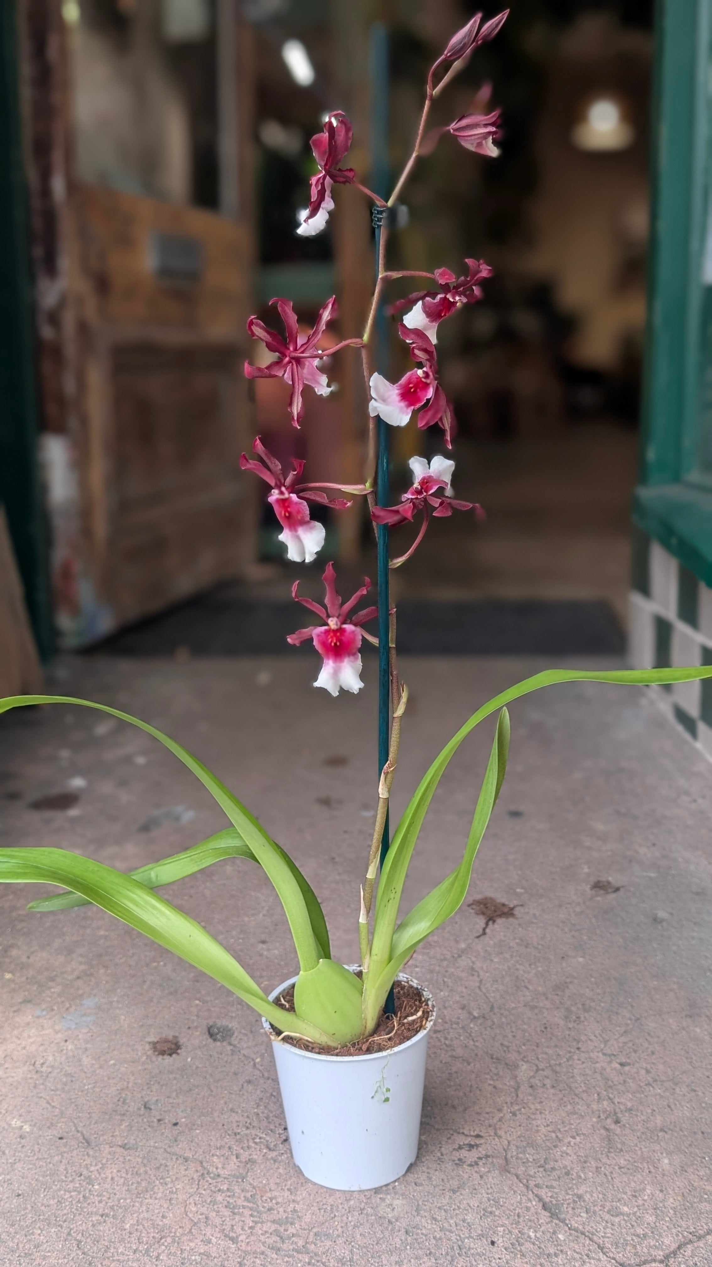 Miltonia Hybrid Orchid &