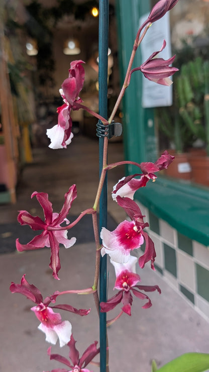 Miltonia Hybrid Orchid &