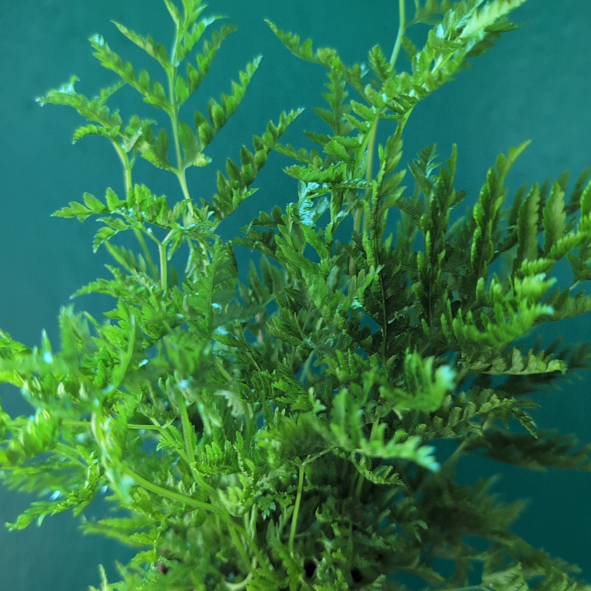 Pteris straminea (Silver Ribbon Fern)