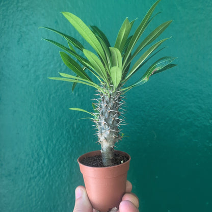 Pachypodium lamerei (Madagascar Palm)