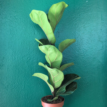 Ficus lyrata &