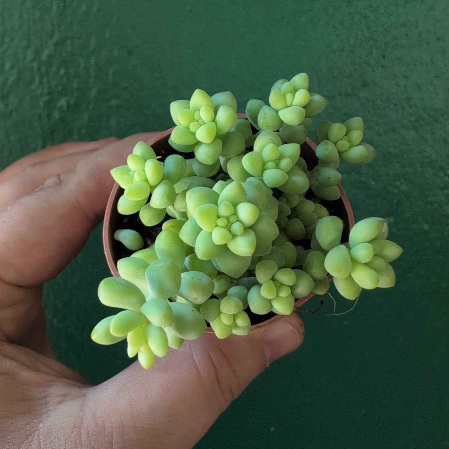 Sedum morganianum &