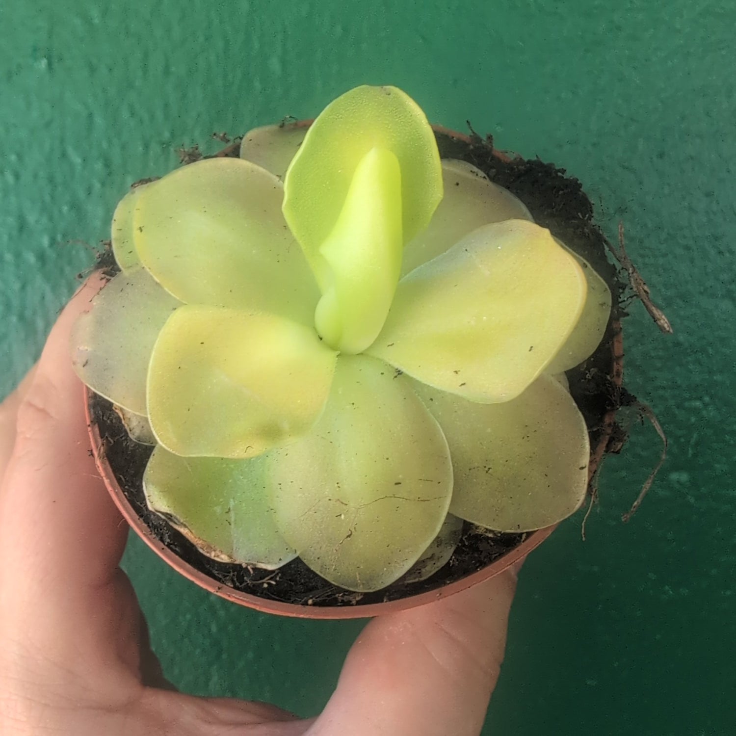Pinguicula (Butterwort)