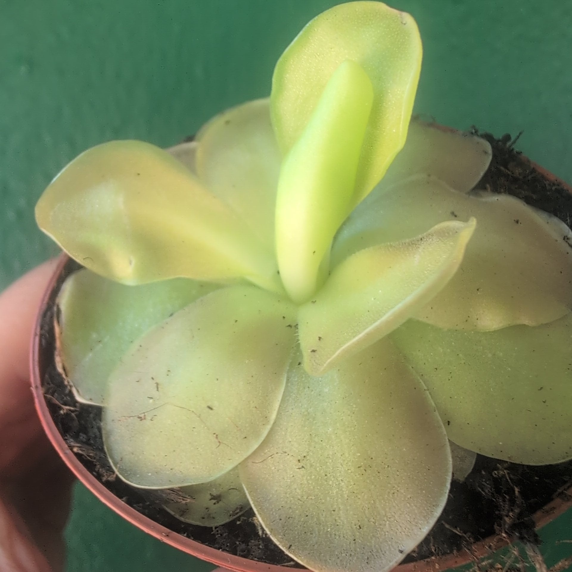 Pinguicula (Butterwort)