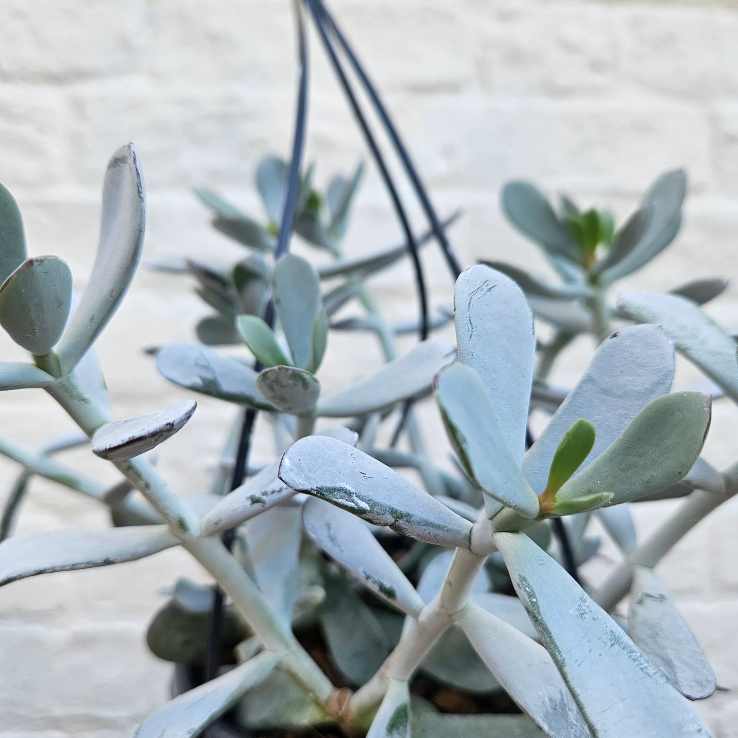 Cotyledon &