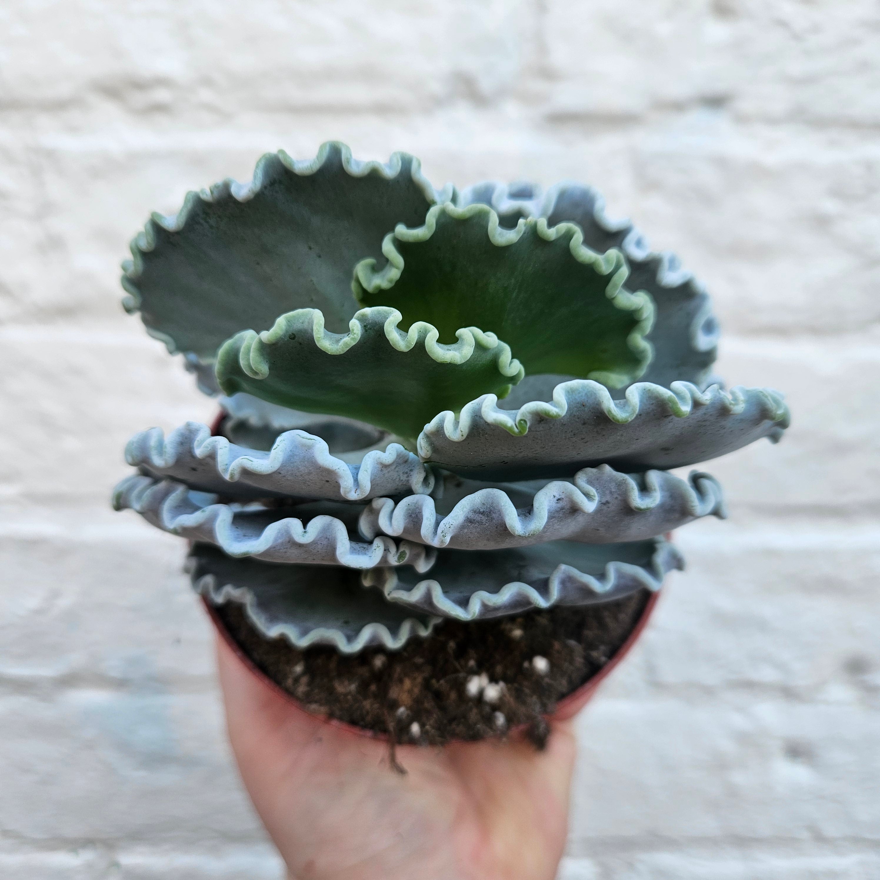 Cotyledon undulata (Silver Ruffles/Silver Crown) & Between Two Thorns