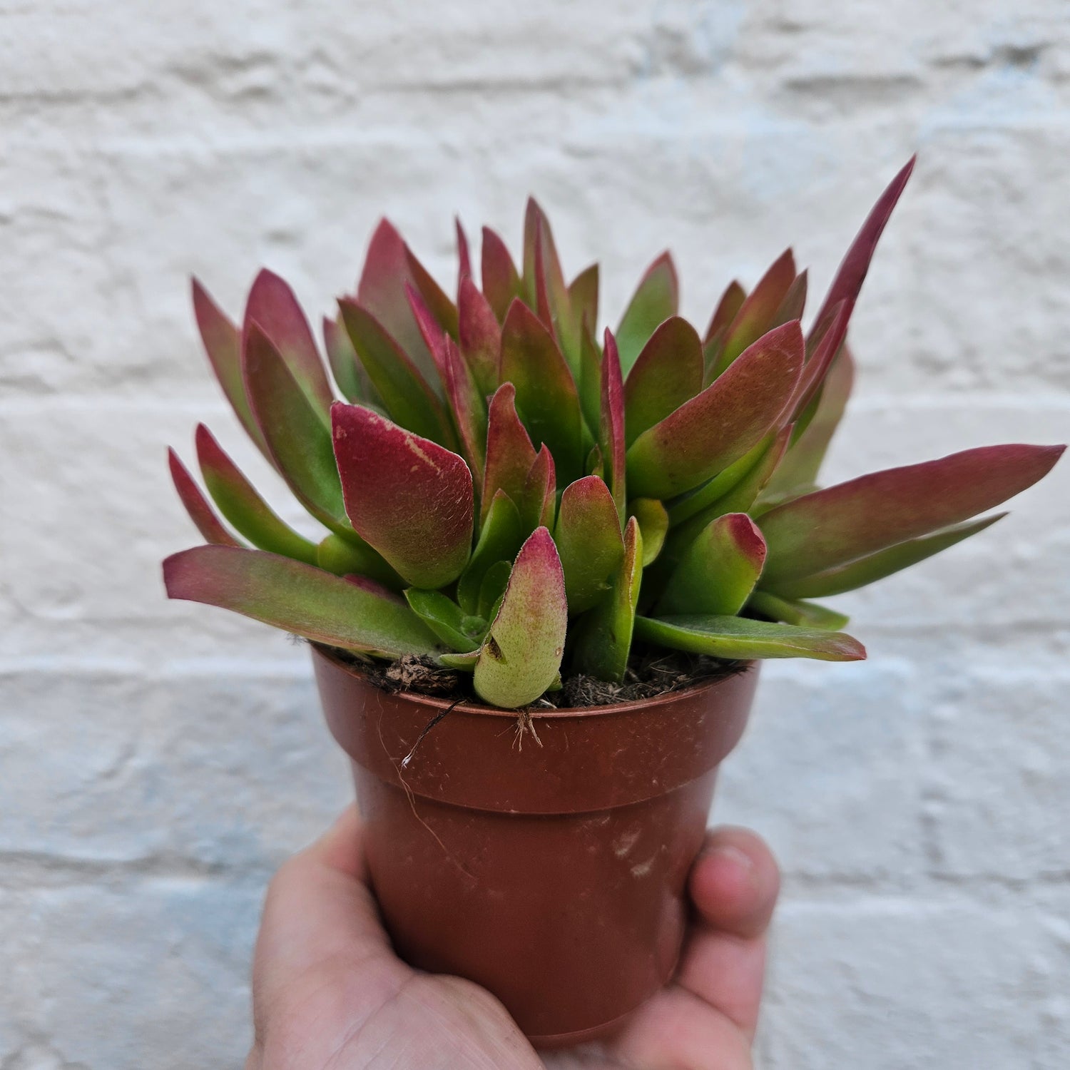 Crassula capitella varieties