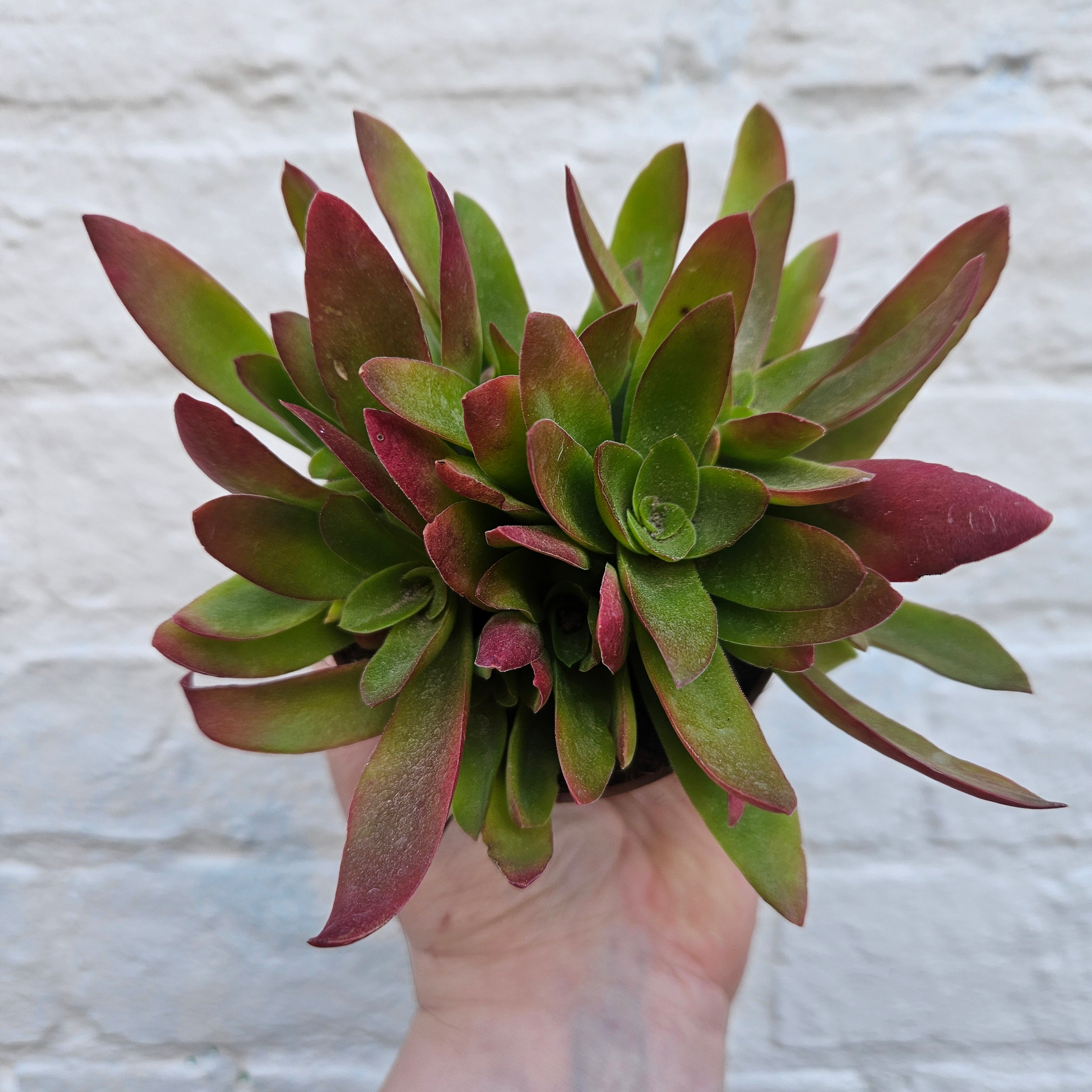 Crassula capitella varieties