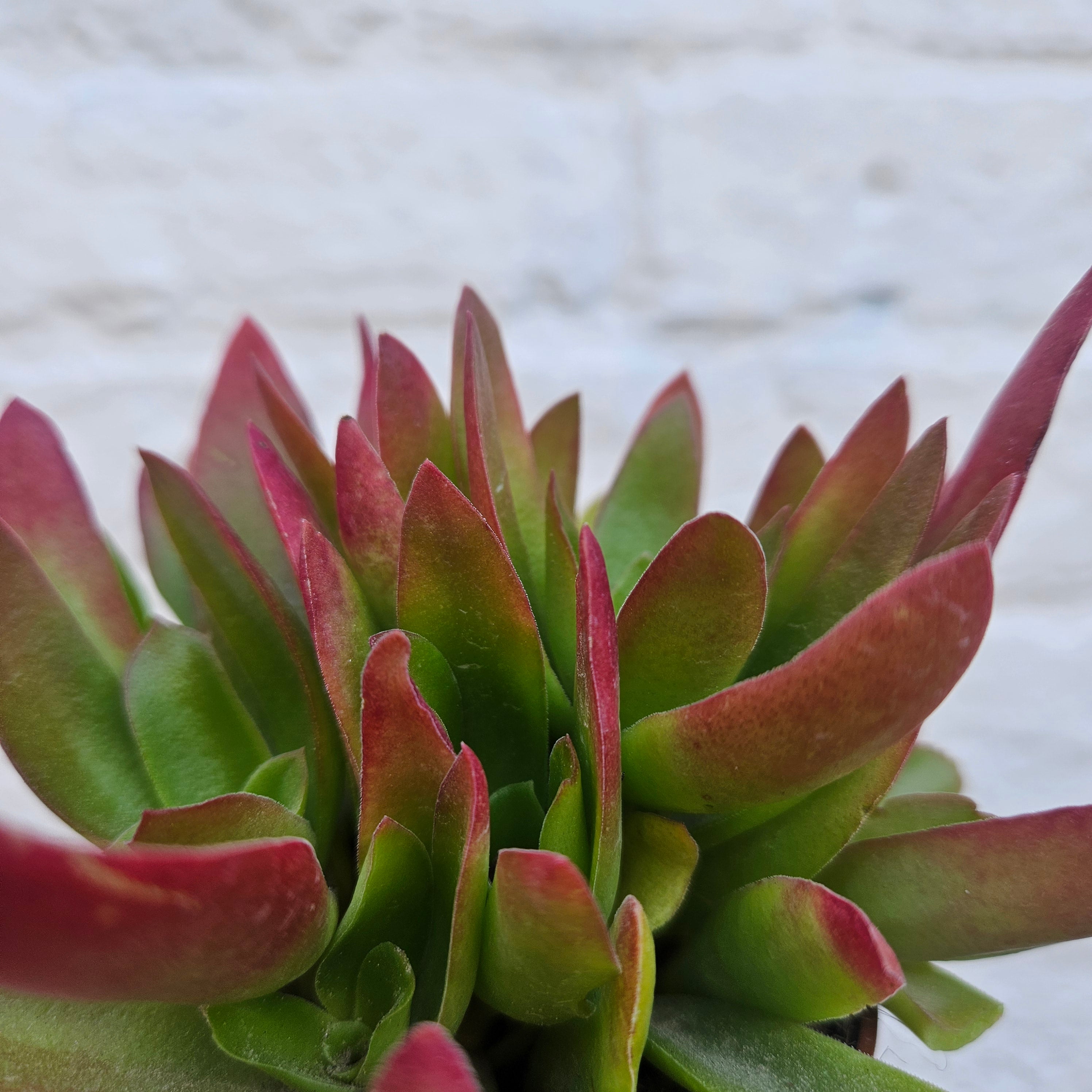 Crassula capitella varieties