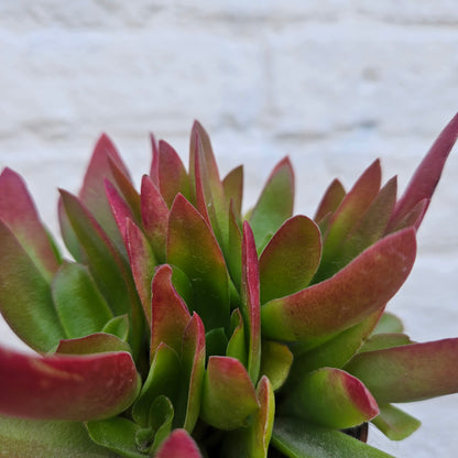 Crassula capitella varieties