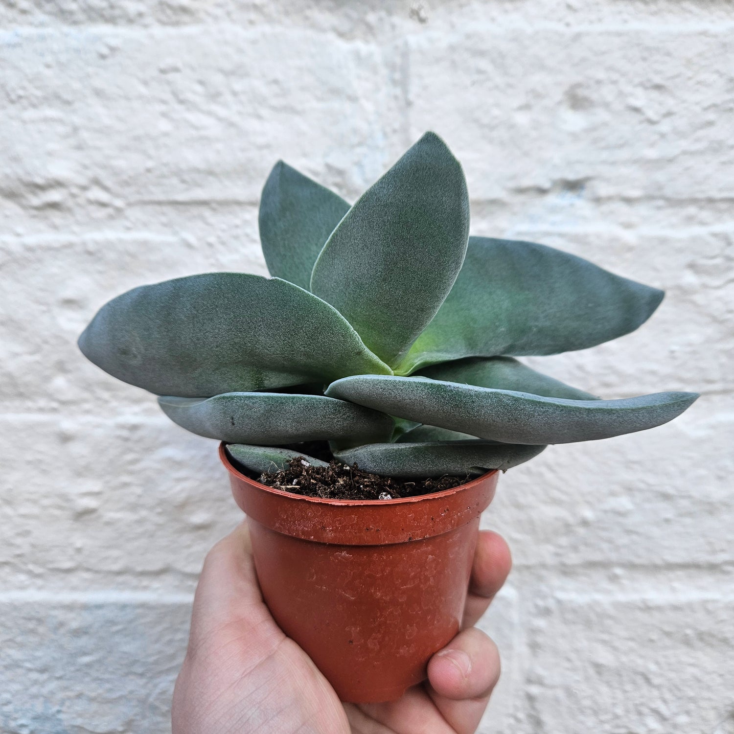 Crassula falcata &