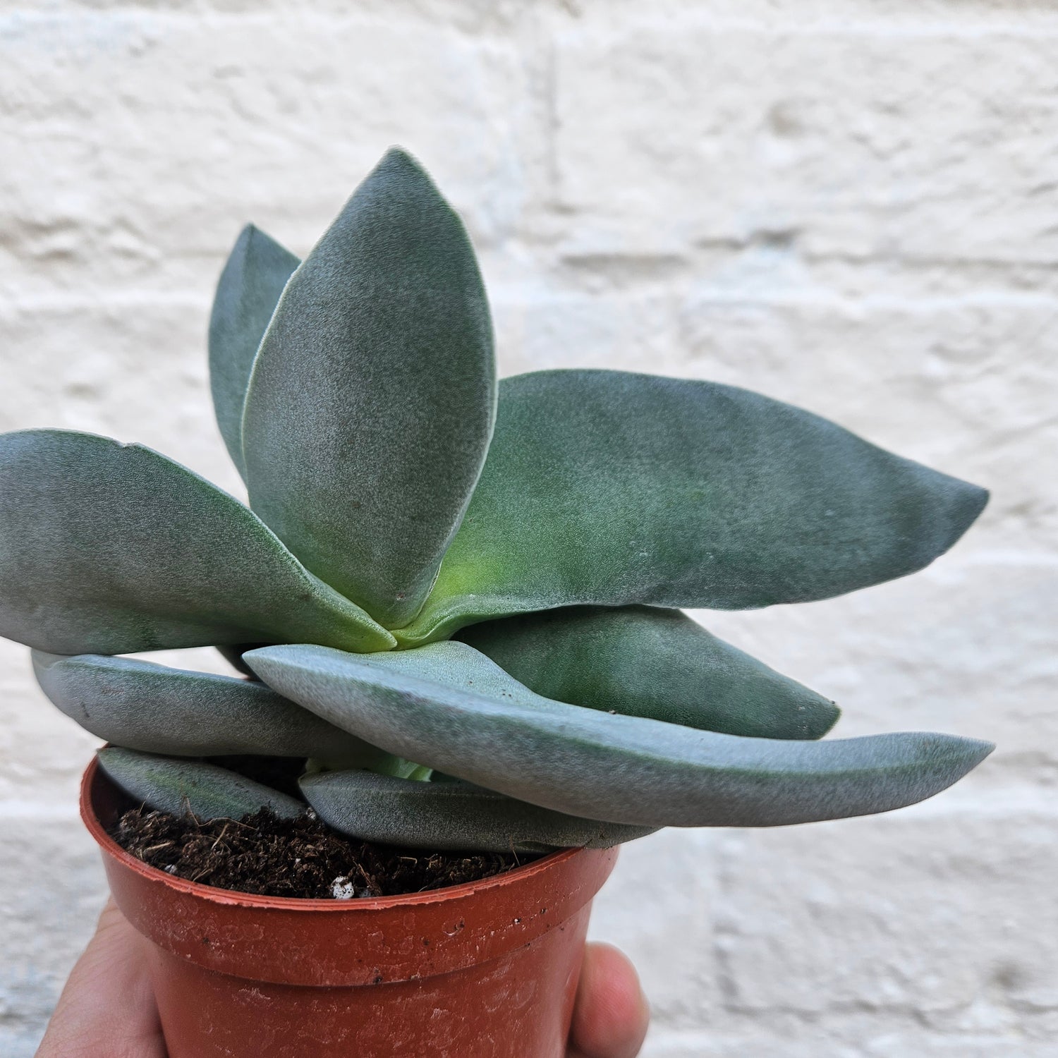 Crassula falcata &