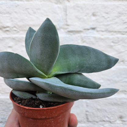 Crassula falcata &