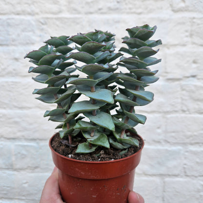 Crassula perforata (String of Buttons Succulent plant)